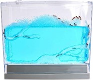 Gel Ant Farm
